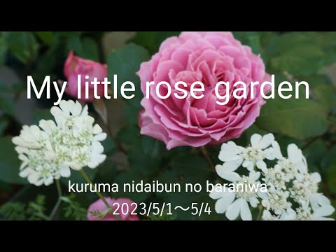 【最近の庭】開花ラッシュ【鉢植えのバラ】