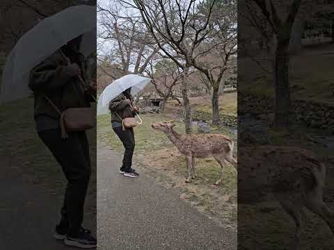 Nara Park Adventure with deer with manners