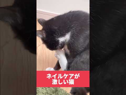 ネイルケアが激しい猫。 #shorts #amsr