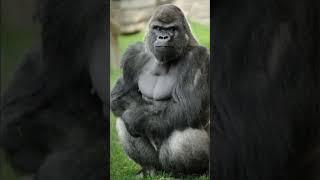 African Gorilla #Big category of Monkey #shorts