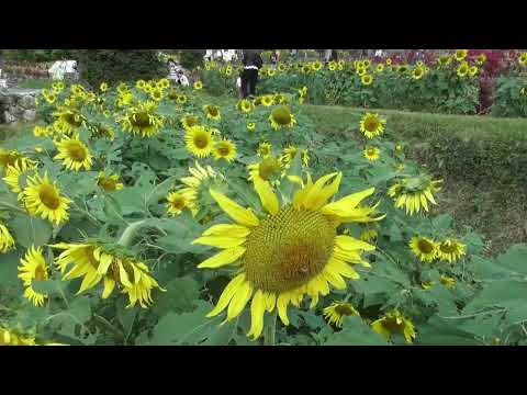 佐賀山田のひまわり園 令和6年11月9日