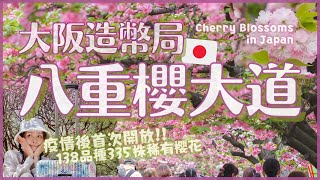 大阪造幣局櫻花2022🌸疫情後首次開放！138品種/335棵/560公尺華美八重櫻大道 顛覆你對櫻花的印象｜大阪旅遊4K散步VLOG