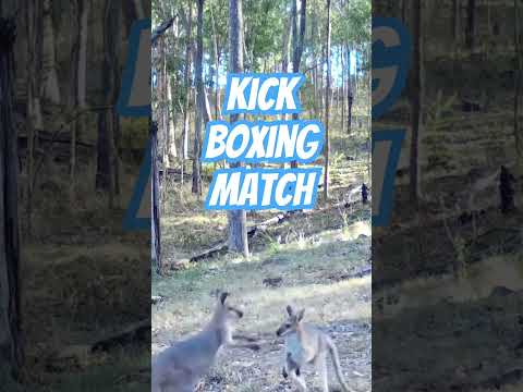 Kangaroo Wallaby Boxing Fight #ozziereviews #kangaroo #kangaroofight #wallaby #wallabies #boxing