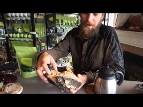 Chaga Mushroom | Mini-Intensive w. Yarrow Willard Cl.H. | Harmonic Arts