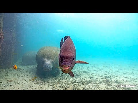 Manatees Captured on Underwater Camera