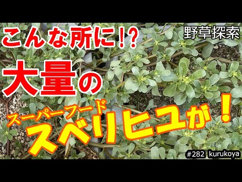 【毒草との区別も】こんな所に！？野草界のスーパーフード『スベリヒユ』を発見！！そして採取＆実食！#スベリヒユ#オメガ３脂肪酸含有＃スーパーフード#雑草#野草食