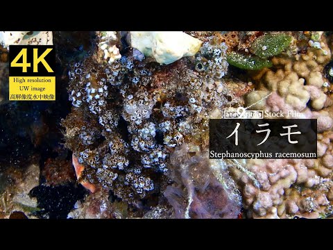 【4K 水中映像】イラモ / Stephanoscyphus racemosum