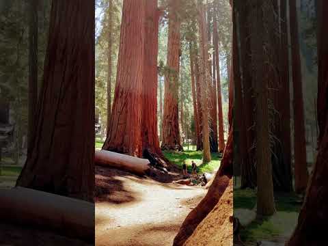 Amazing Sequoia National Park 😍 #vacation #travel #ytshort #shorts #youtubeshorts #shortsfeed