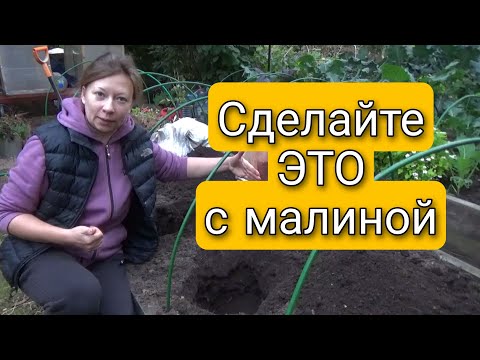 Сделайте ЭТО с малиной и ежевикой | Сажайте только так