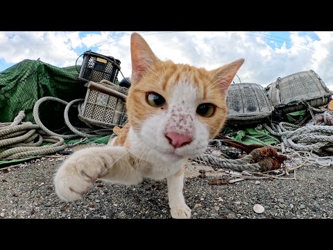 Many cats gather at the fishing port and run around