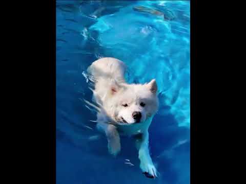 A dog is swimming in a pool.