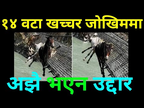 १४ वटा खच्चर यस्तो बिजोग अवस्थामा | २ खच्चर मरे | Today Trending News Nepal | Saila bhai