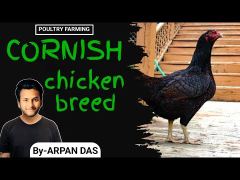 Cornish Chicken Breed l #poultry by ecohill agri l #poultryfarming #livestock