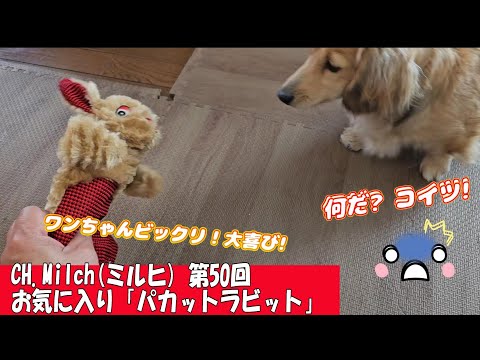 第50回お気に入り「パカットラビット」 #ダックスフンド  #カニンヘンダックス　#子犬　#ミニチュアダックス  #犬のおもちゃ #ペット動画  #dog #cutedog