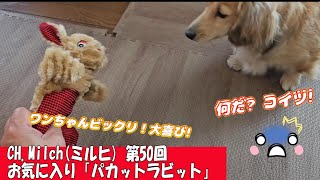 第50回お気に入り「パカットラビット」 #ダックスフンド  #カニンヘンダックス　#子犬　#ミニチュアダックス  #犬のおもちゃ #ペット動画  #dog #cutedog