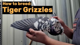 How to breed Black Tiger Grizzle Pigeons