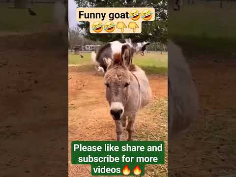 New Funny video🤣🤣🔥देख कर आप अपनी हंसी नहीं रोक पाओगे।#viral #shortvideo #trendingshorts #funny