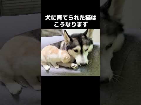 ハスキー犬に育てられた猫はこうなります...#shots