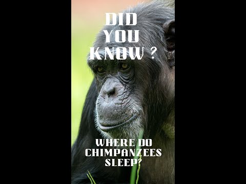 Did you know   Chimpanzees #shorts