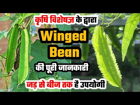 Winged Bean Kyun Hai Itna Khas? Winged Bean Ki Kheti Se Kisan Honge Malamal