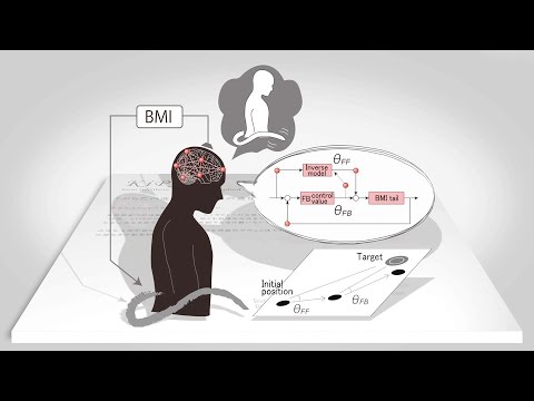 Nerve mechanisms that enable “bodily evolution and mental transmission