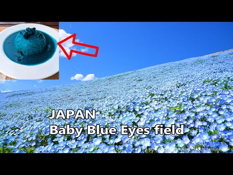 This is a story of encountering a spectacular blue landscape in a remote part of Japan.