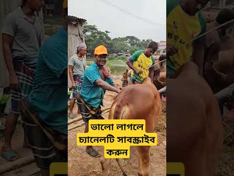 ভাই কত ??? শনিবার 15 জুন ২০২৪। গাবতলী হাটে গরুর দাম | কোন গরুর দাম কত | ভাই কত দাম