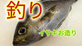 [魚の捌き方]釣りイサキ捌き方！