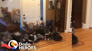 Couple Keeps Rescuing Senior Dogs Everyone Else Gave Up On | The Dodo Heroes