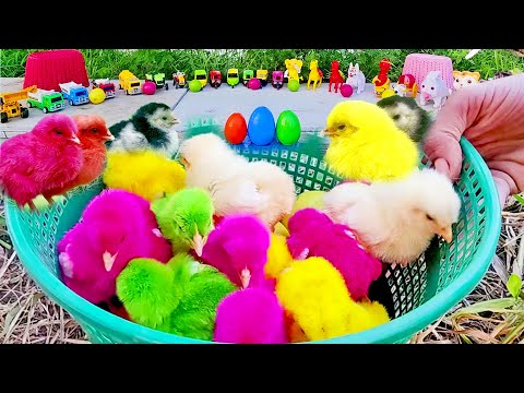 Murgi ke bacche | Cute Chuja | Chuche | Murgi ki Chicks with huge Toys | Rabbit animal video