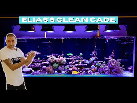 Crazy Clean Reef Tank Setup - Elias's Cade 2100