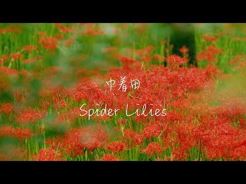 【巾着田曼珠沙華公園】Kinchakuda Spider Lilies