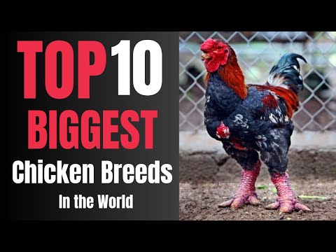 Top 10 Most Biggest Chicken in the World 2022 || World Biggest Chicken Breeds