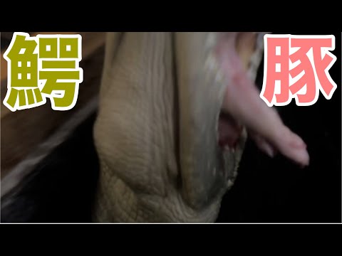 シャムワニに子豚を給餌したよ