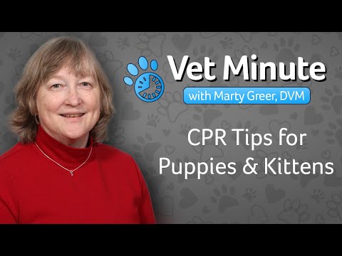 CPR Tips for Puppy and Kittens