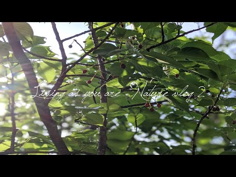 リバーサイドの鳥さんたちの食事風景-野の花や草たち-野菜の植え替え