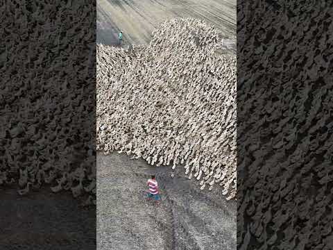 The duck | Giant Ducks from above !!!.Animals Plants #shorts  #animals #animalsplants