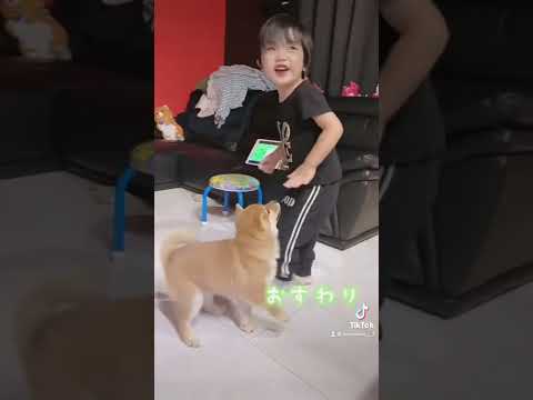 3歳児が3ヶ月の柴犬にお座りを教える