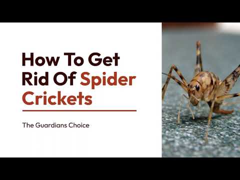 How to Rid of Spider Crickets | 8 Effective Strategies | The Guardians Choice