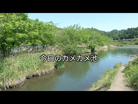 今日のカメカメ池【2024年5月10日】