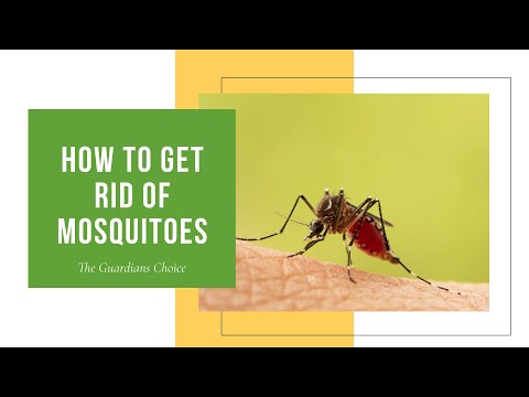 How to Get Rid of Mosquitoes in Your Lawn or Yard | The Guardians Choice