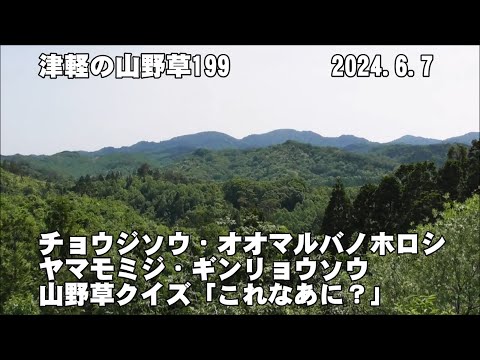 津軽の山野草199(ﾁｮｳｼﾞｿｳ、ｵｵﾏﾙﾊﾞﾉﾎﾛｼ、ﾔﾏﾓﾐｼﾞ、ｷﾞﾝﾘｮｳｿｳ、山野草ｸｲｽﾞ)