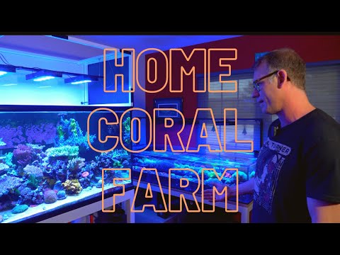 Visiting Mile High Corals