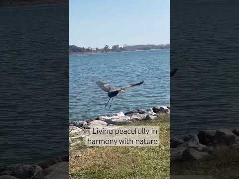 Living a peaceful life by the lake #nature #travel #naturelovers #naturephotography #music #trending