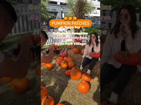 Pumpkin Patches in Tampa Bay #shorts #tampabay