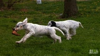 English Setter Field Tests | Too Cute!