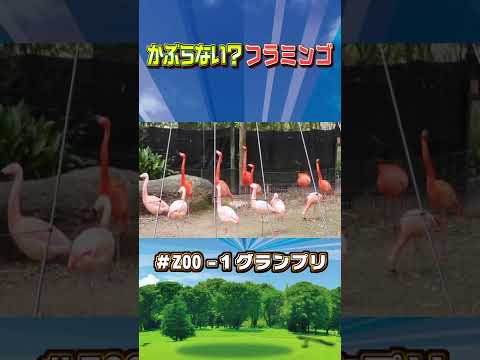 かぶらないフラミンゴ #shorts #ZOO-1グランプリ #フラミンゴ