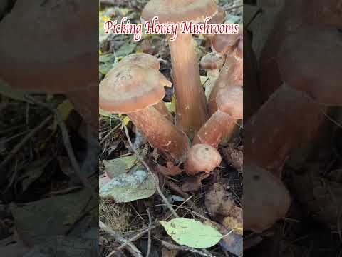 Picking Honey Mushrooms 采榛蘑