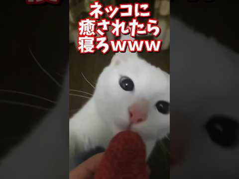 ネッコの動画で癒されたら寝ろｗｗｗ　#2ch #2ch動物スレ #2ch面白いスレ #動物 #犬 #猫 #癒やし #ねこ