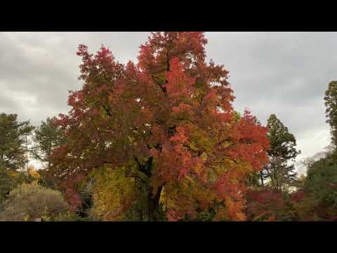 植物園の紅葉・夕（2024年12月6日）